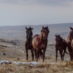 From Stall to Show: A Comprehensive Guide to Equine Grooming