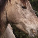 Equine Nutrition Demystified: Feeding Your Horse for Optimal Health