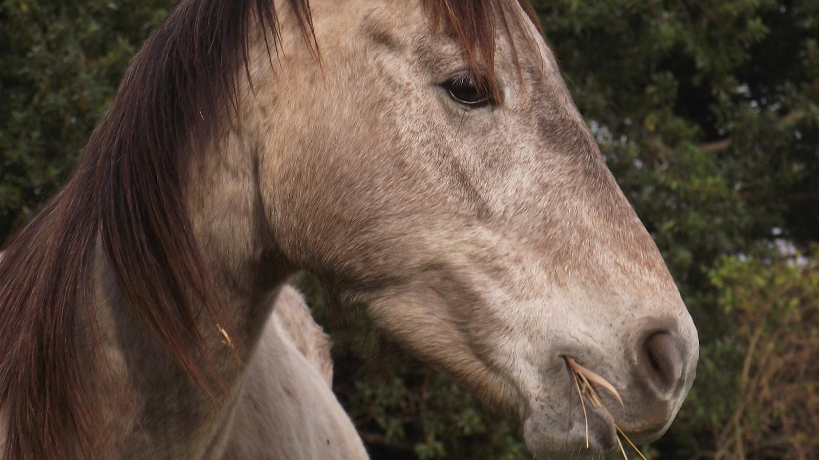 Equine Elegance – Unleash the Grace, Power, and Beauty of Equine ...