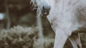 Navigating Horse Behavior: Understanding and Resolving Challenges