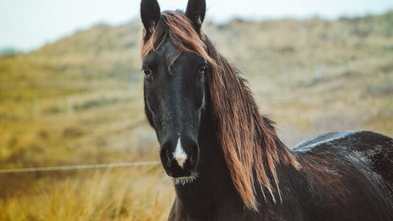 Optimizing Horse Nutrition: Best Practices and Dietary Solutions