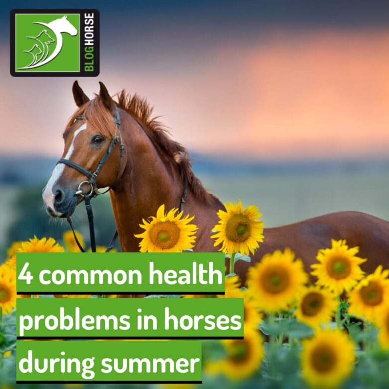 Solving Common Horse Health Issues: A Comprehensive Guide